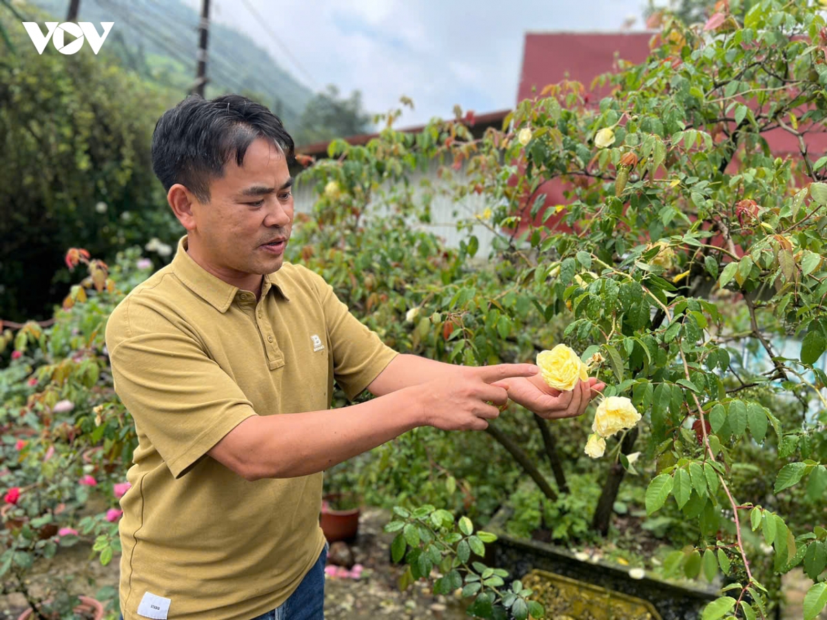 giam ngheo ben vung tu mo hinh hong co sa pa, lao cai hinh anh 1