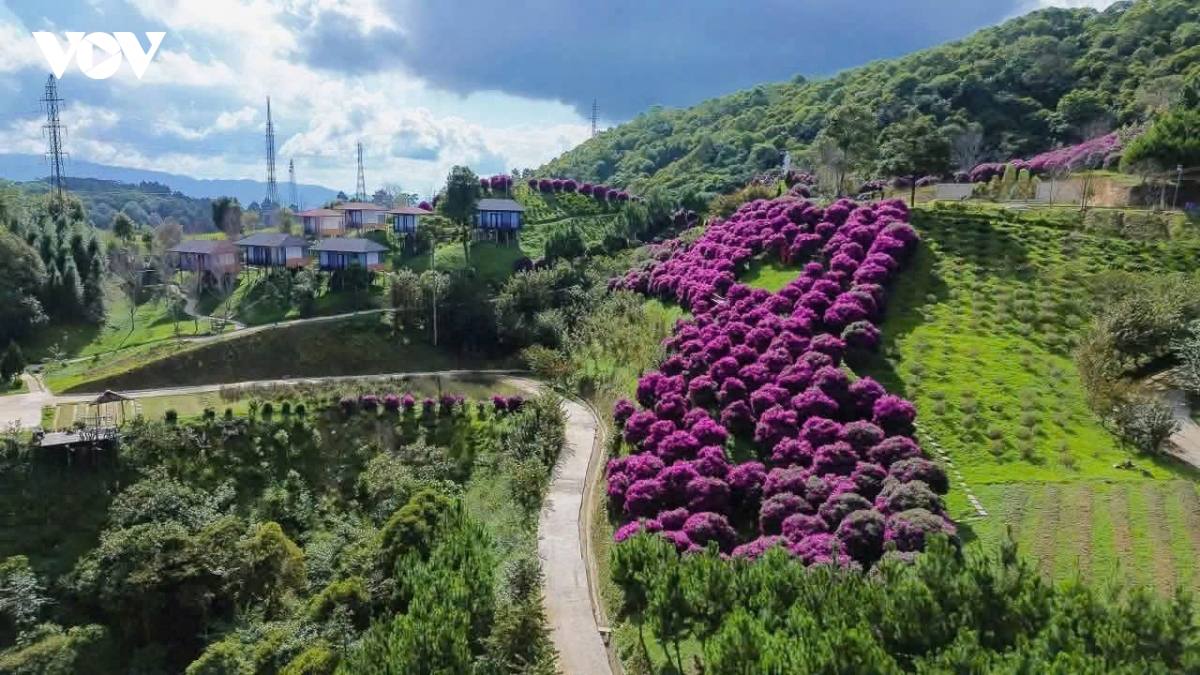 huong sac vung cao tren cung duong deo pha Din lich su hinh anh 2