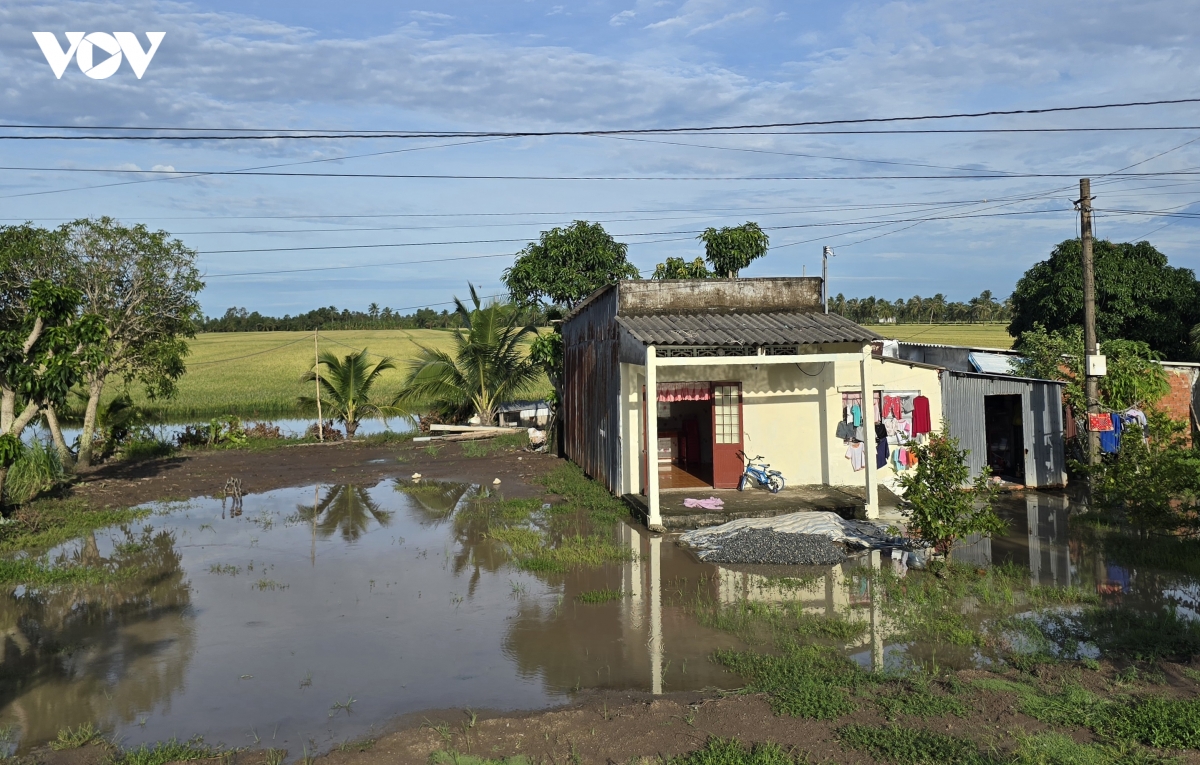 hon 4.200 ha lua o ca mau bi ngap ung hinh anh 2