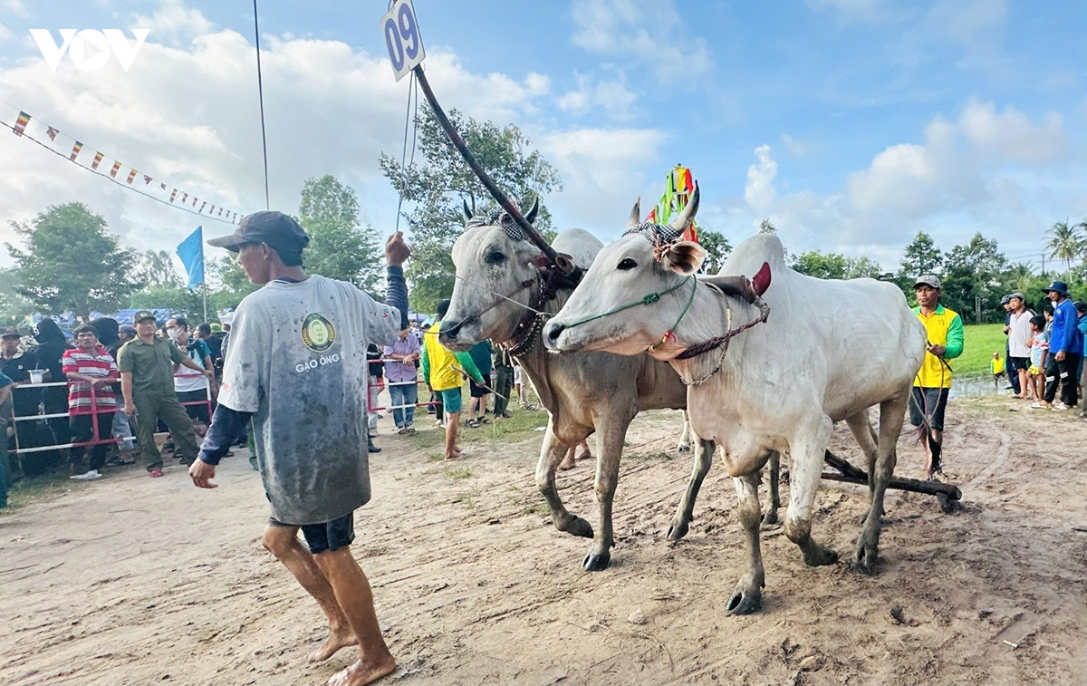 du khach thich thu voi le hoi dua bo vung bay nui hinh anh 2