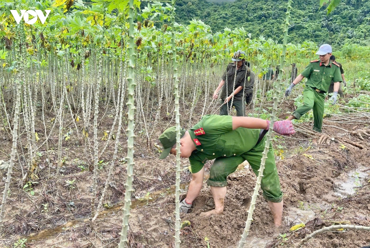 huy dong luc luong giup dan thu hoach lua, san tranh lu hinh anh 1