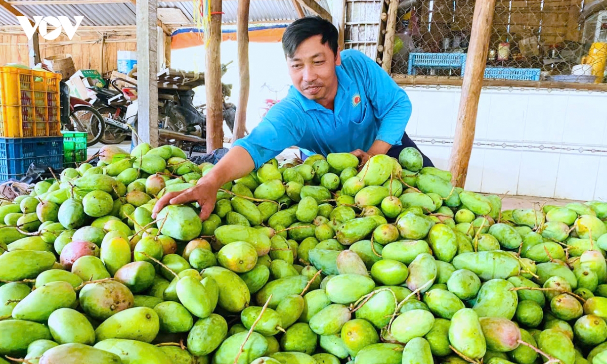 Số hóa vùng trồng, nâng sức cạnh tranh trái cây ĐBSCL