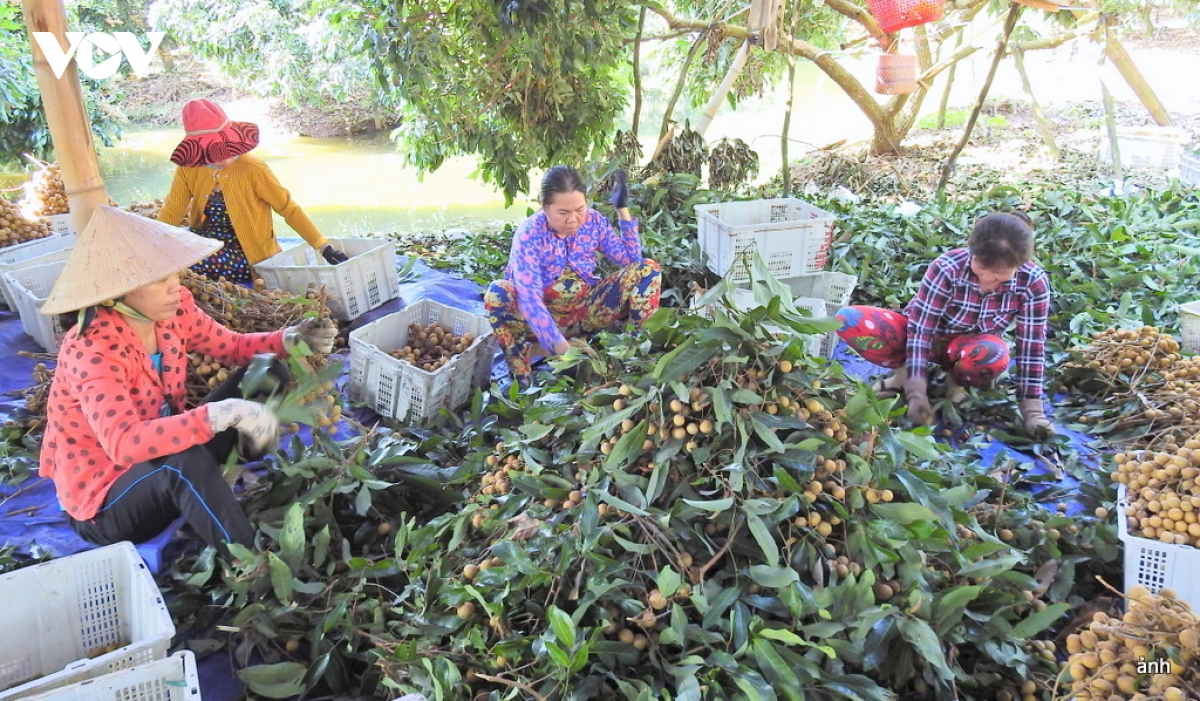 so hoa vung trong, nang suc canh tranh trai cay Dbscl hinh anh 3