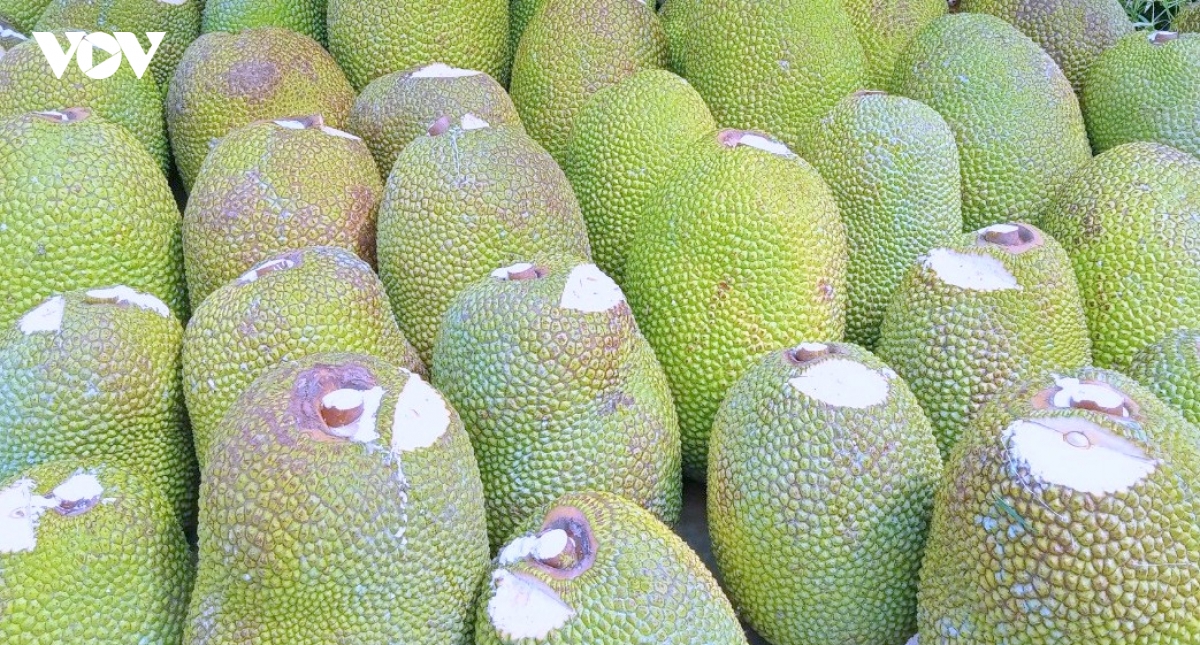 so hoa vung trong, nang suc canh tranh trai cay Dbscl hinh anh 2