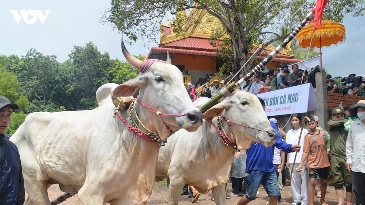 nhung man tranh tai quyet liet tren duong dua hoi dua bo chua ro nam 2026 hinh anh 2