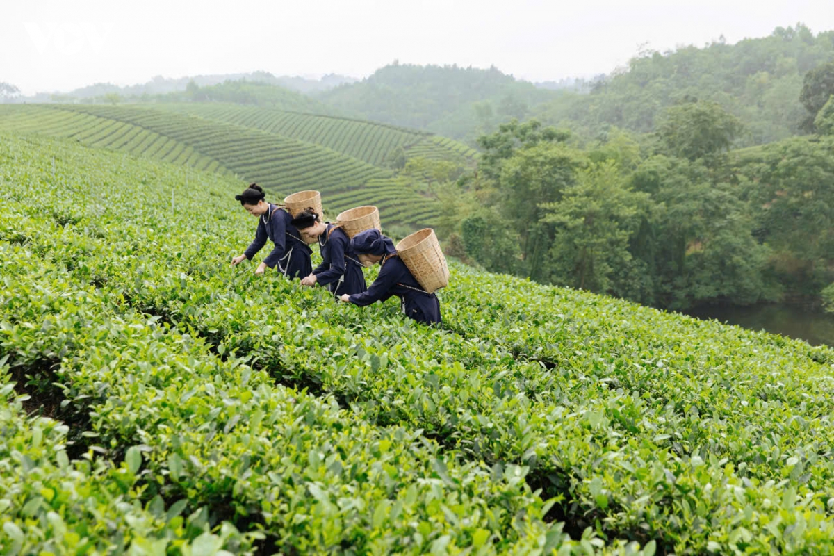 tu ngoi nha la lau sau den thai nguyen hom nay hinh anh 6