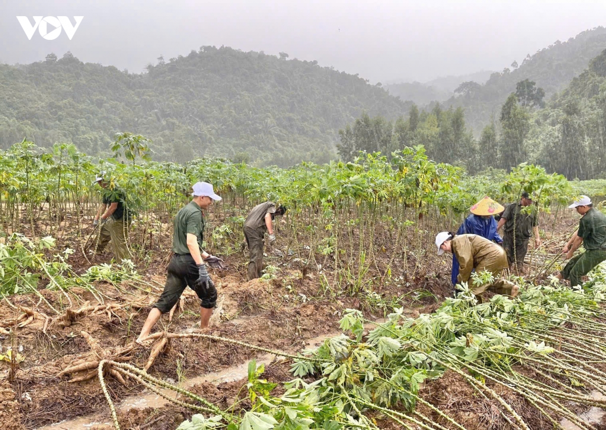 Huy động lực lượng giúp dân thu hoạch lúa, sắn tránh lũ