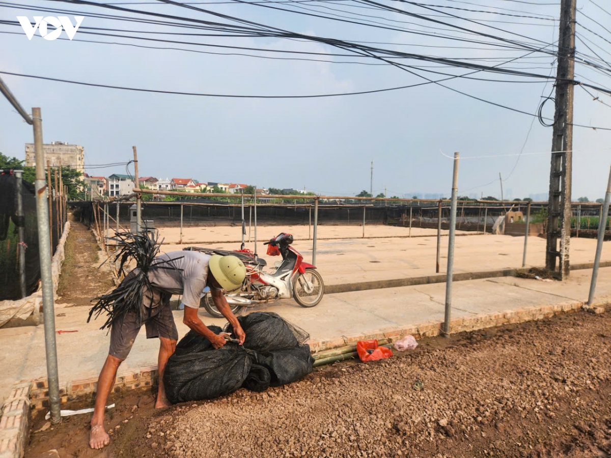 hang tram hecta hoa tay tuu, ha noi hu hong sau nhieu ngay ngam nuoc hinh anh 13