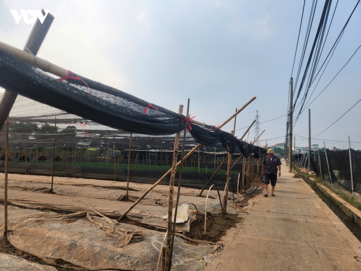 hang tram hecta hoa tay tuu, ha noi hu hong sau nhieu ngay ngam nuoc hinh anh 16