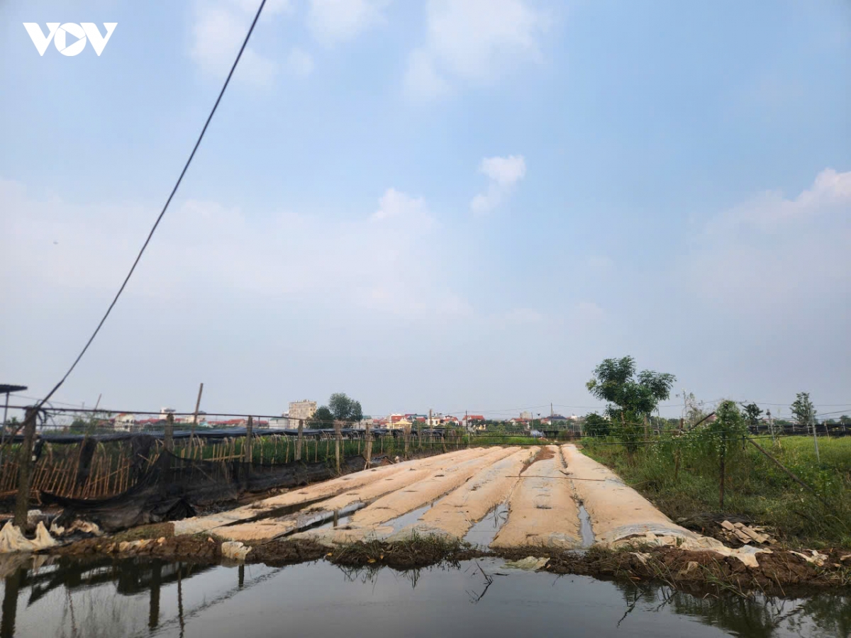 hang tram hecta hoa tay tuu, ha noi hu hong sau nhieu ngay ngam nuoc hinh anh 6