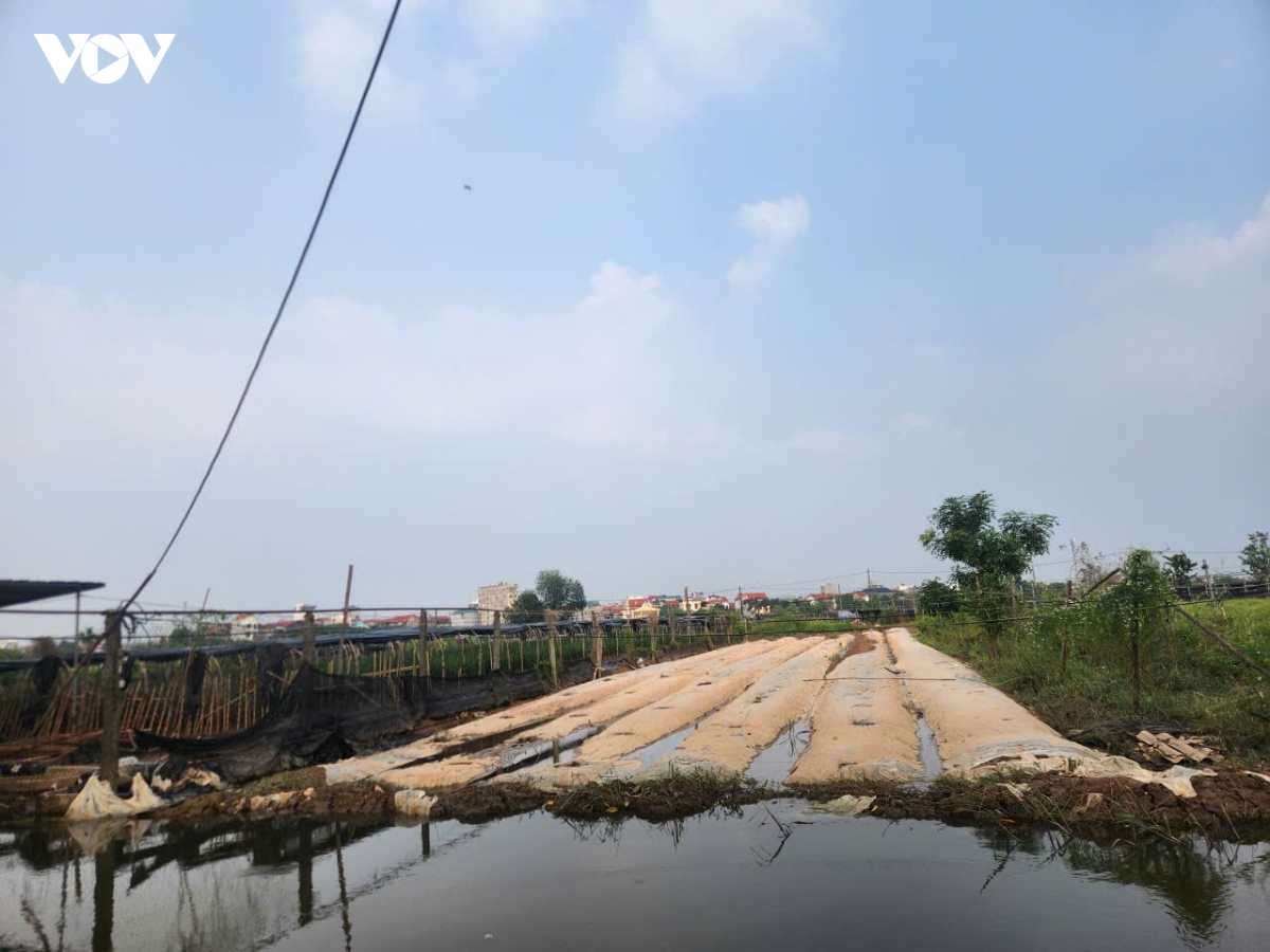 hang tram hecta hoa tay tuu, ha noi hu hong sau nhieu ngay ngam nuoc hinh anh 8