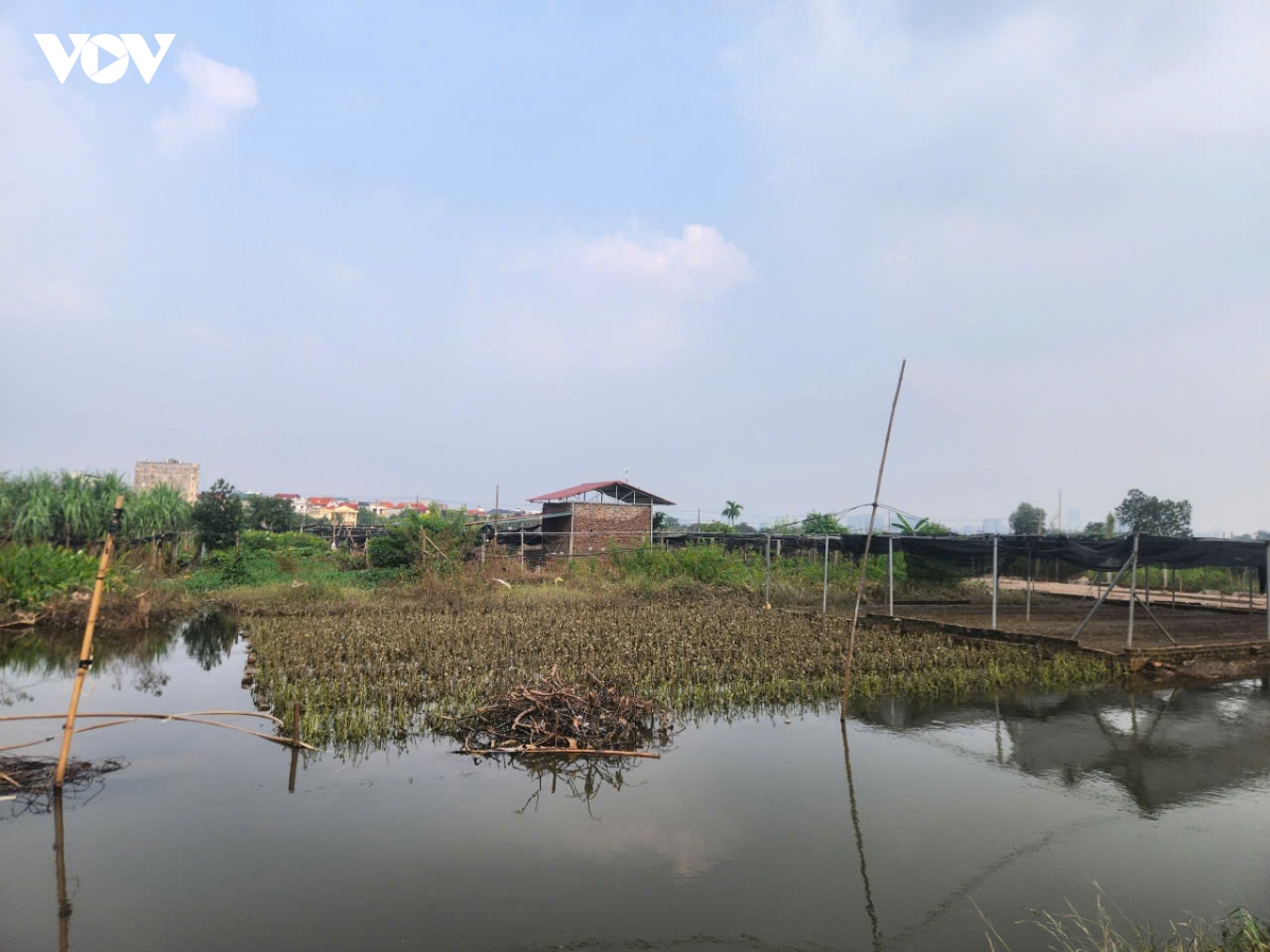 hang tram hecta hoa tay tuu, ha noi hu hong sau nhieu ngay ngam nuoc hinh anh 10
