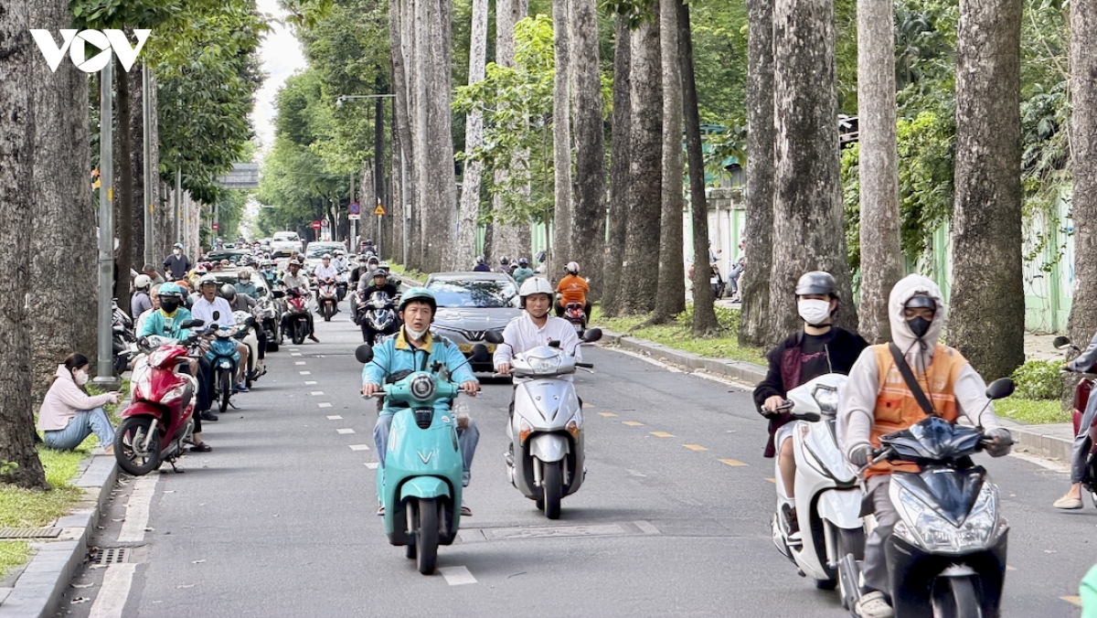 cay co thu mua mua o tp.hcm ngan sach tram ty, moi hoa treo lo lung hinh anh 4