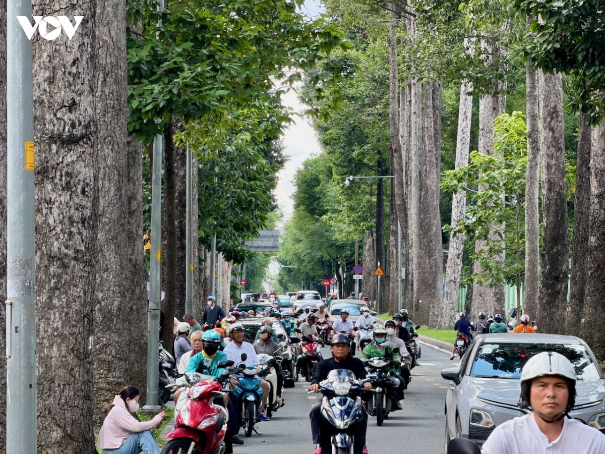 cay co thu mua mua o tp.hcm ngan sach tram ty, moi hoa treo lo lung hinh anh 1