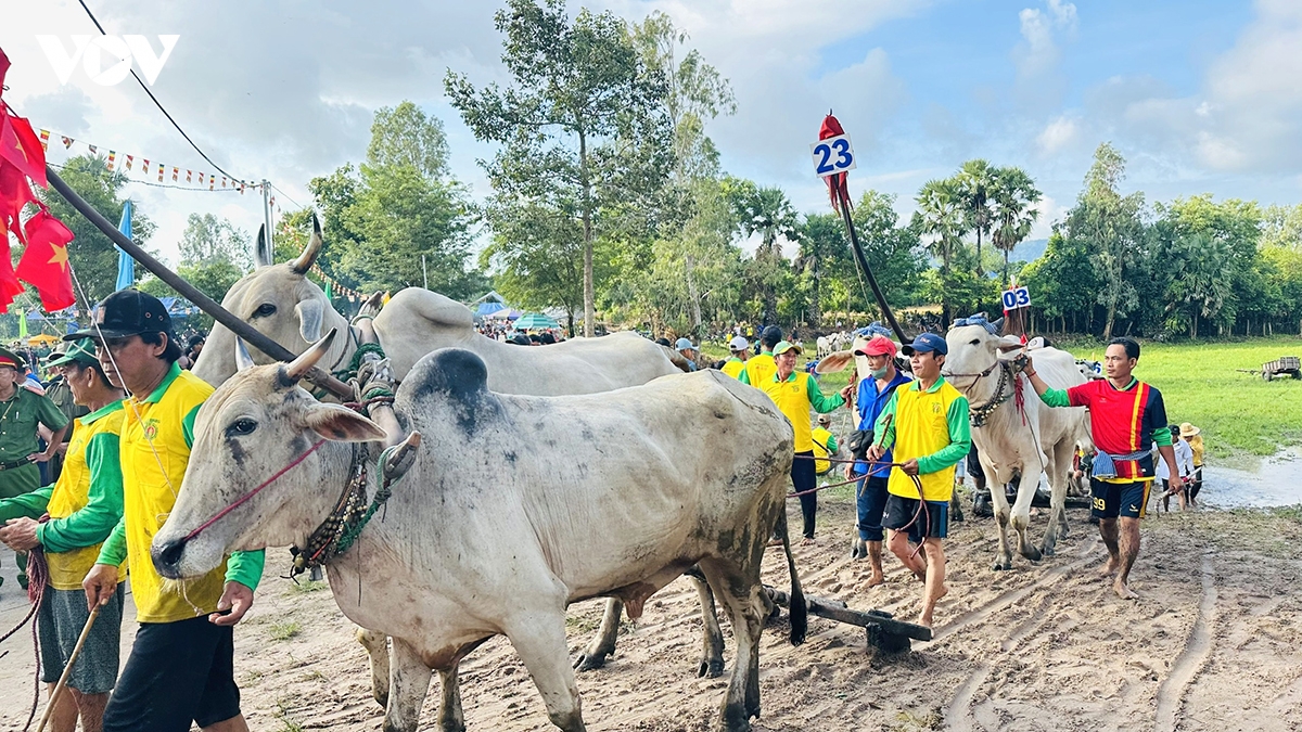 du khach thich thu voi le hoi dua bo vung bay nui hinh anh 5