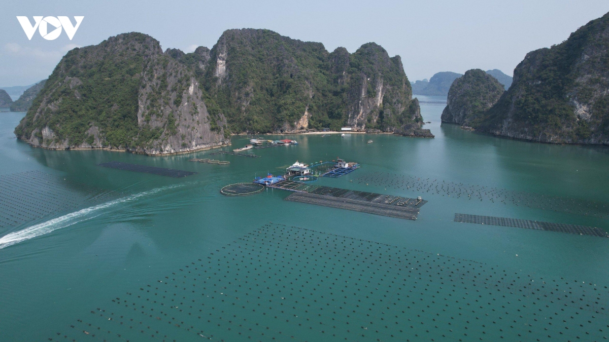 du dia lon de quang ninh to chuc lai nghe nuoi bien hinh anh 1