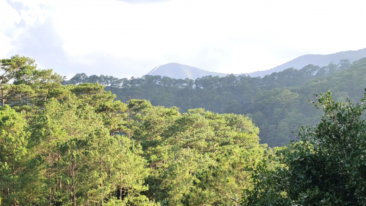 lam Dong trien khai cac quy dinh tham gia thi truong tin chi carbon rung hinh anh 1