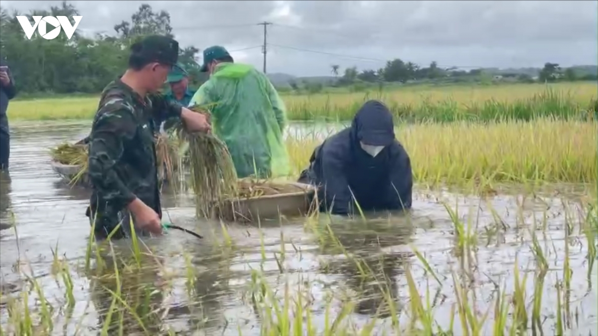 Dak lak khan truong ho tro nong dan thu hoach lua ngap ung hinh anh 2