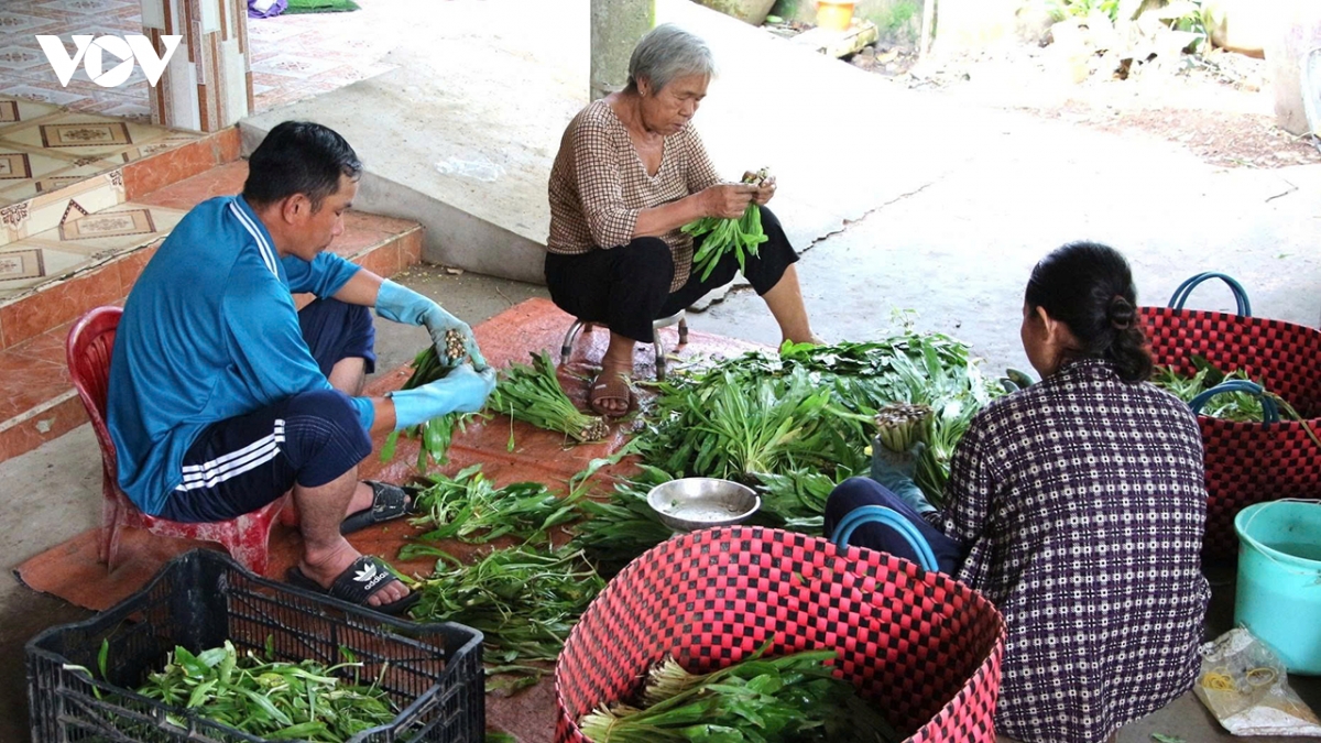 ngo gai - cay cho thu nhap kha o can tho hinh anh 1