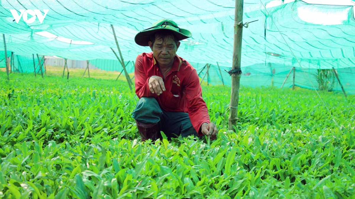 ngo gai - cay cho thu nhap kha o can tho hinh anh 2