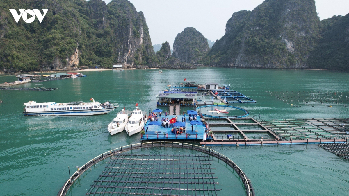 Giải mã chiến lược nuôi biển công nghiệp: Kỳ vọng tỷ đô của Quảng Ninh
