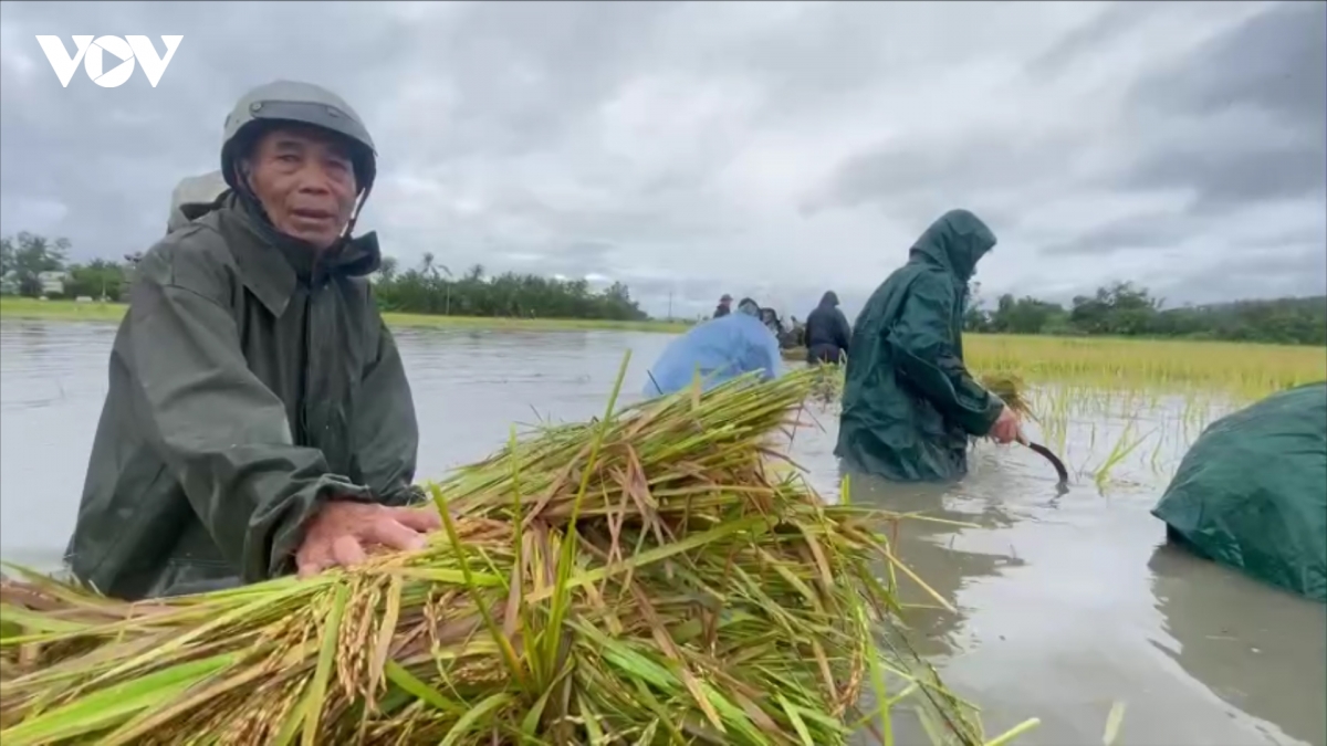 Dak lak khan truong ho tro nong dan thu hoach lua ngap ung hinh anh 3