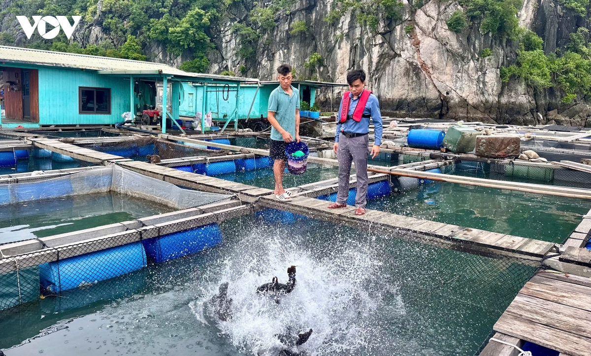 du dia lon de quang ninh to chuc lai nghe nuoi bien hinh anh 3