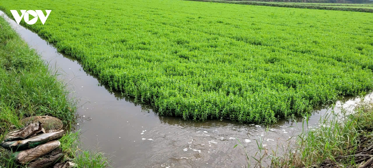 Nông dân Đồng Tháp hối hả bơm tát nước chống ngập úng sau mưa lớn