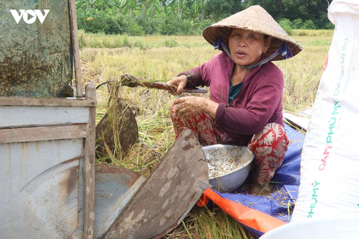 loi ruong thu hoach lua ngap nuoc hinh anh 3