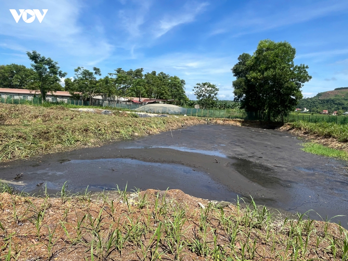 trang trai lon vung trung o thanh hoa, chinh quyen muon dung vi lo nuoc thai hinh anh 1