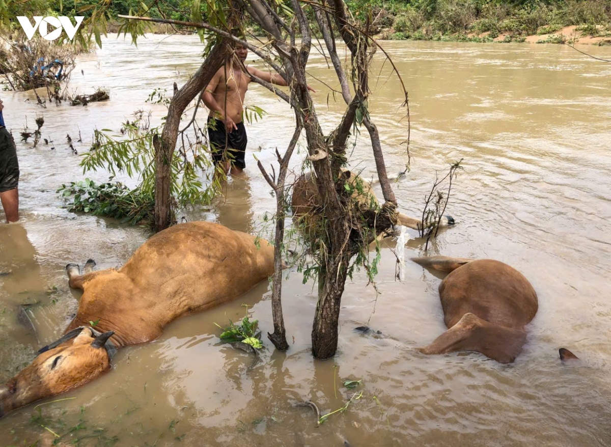 gan mot nam sau lu, tien ho tro vat nuoi van chua den tay nguoi dan Dak lak hinh anh 1