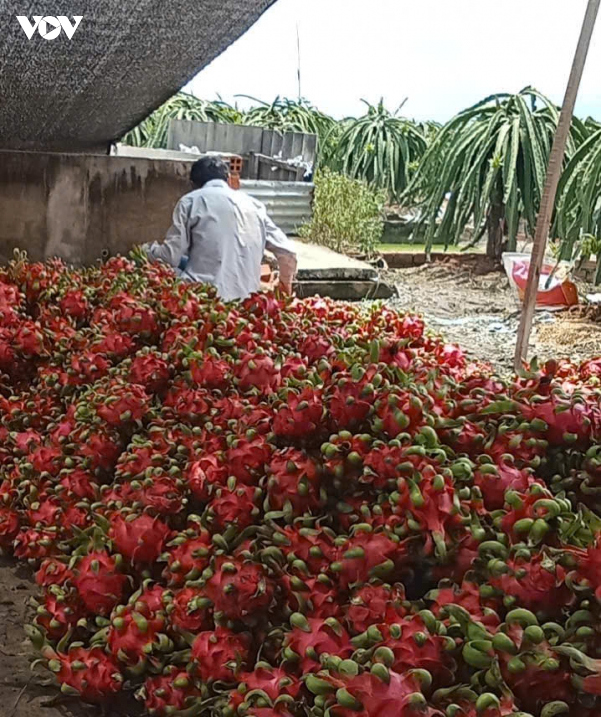 Giá thanh long tăng trở lại ở Đồng Tháp