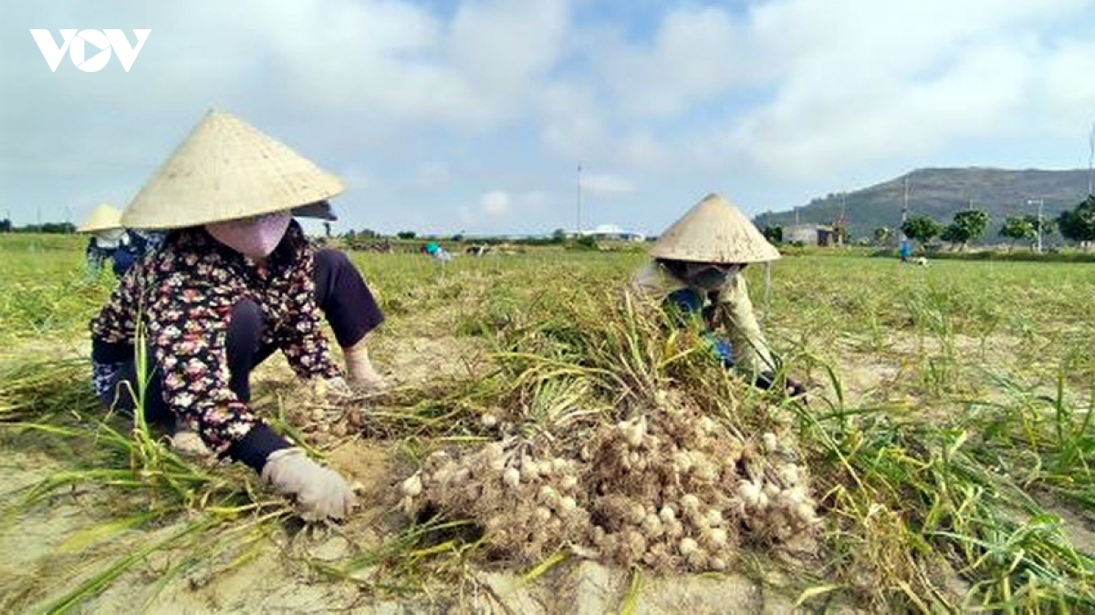 chi dan dia ly tu tam ve thong hanh sang gia tri thuong mai hinh anh 1