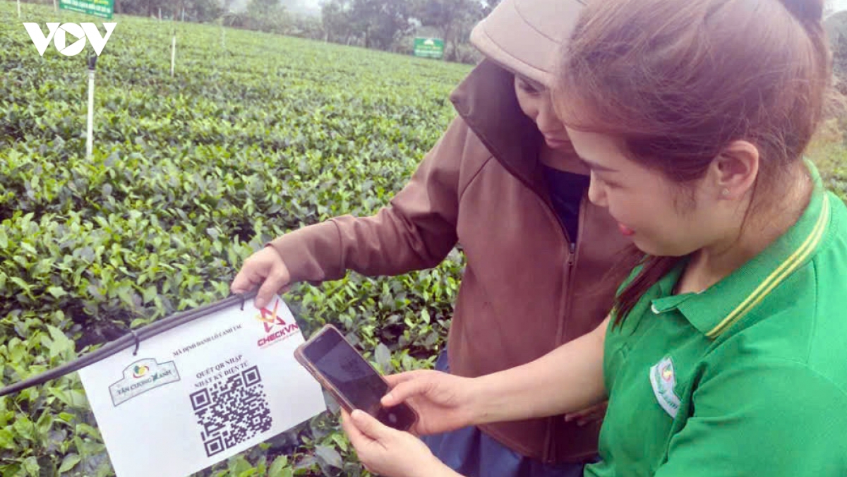 so hoa tu ma qr tren goi che den phan mem theo doi dan ong hinh anh 1
