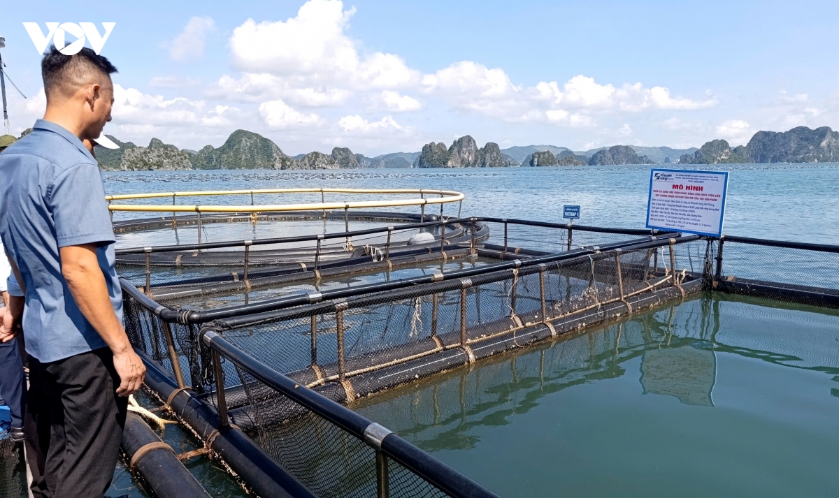 Khuyến nông Quốc gia hỗ trợ nuôi biển và chế biến thủy sản ở Vân Đồn