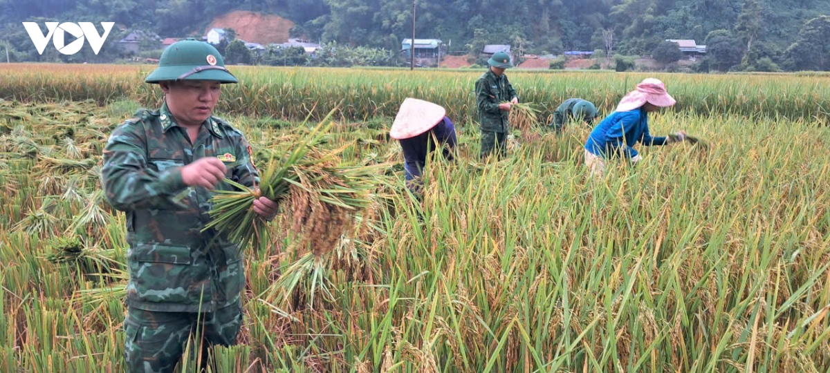 Những bước chân người lính Biên phòng trên đồng lúa biên cương