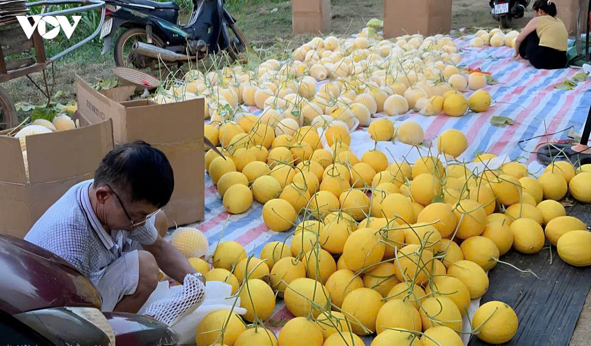 Dong bao dan toc thieu so lam giau tren vung dat can xu thanh hinh anh 6