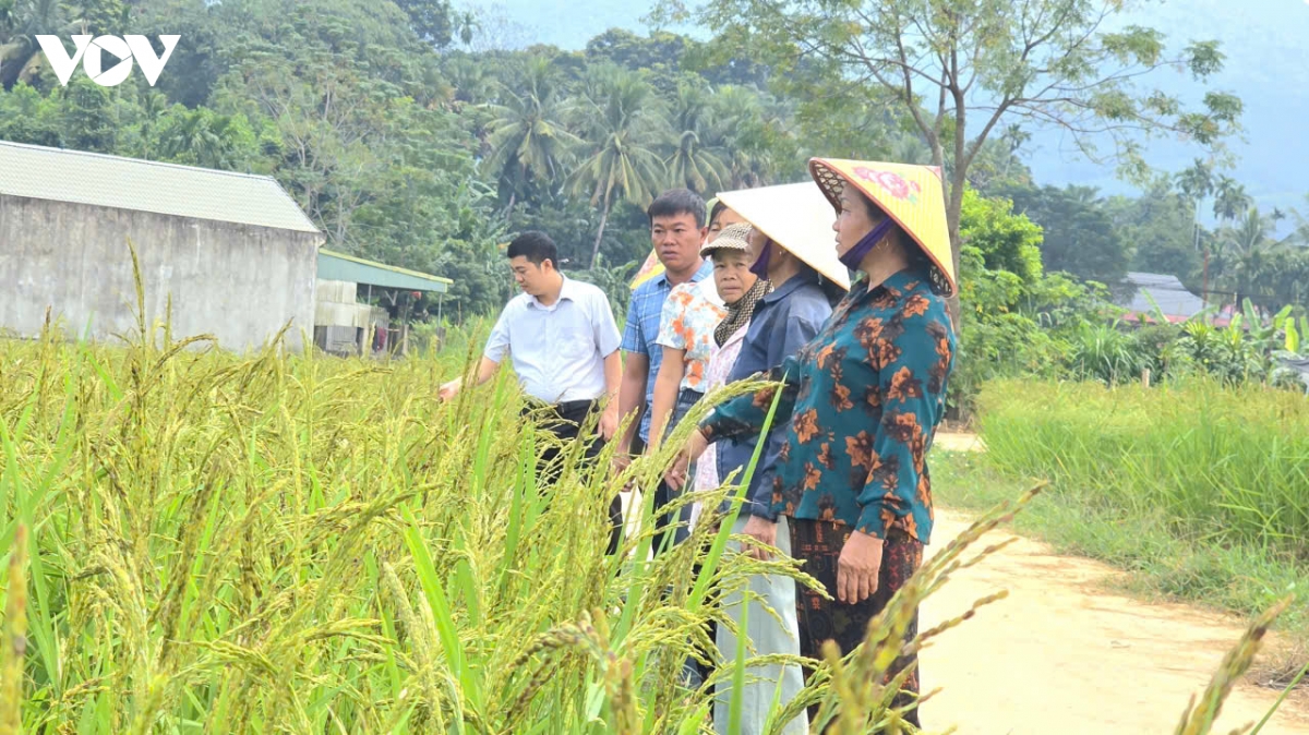 lua nep hat cau mo huong thoat ngheo o thach lap, thanh hoa hinh anh 6