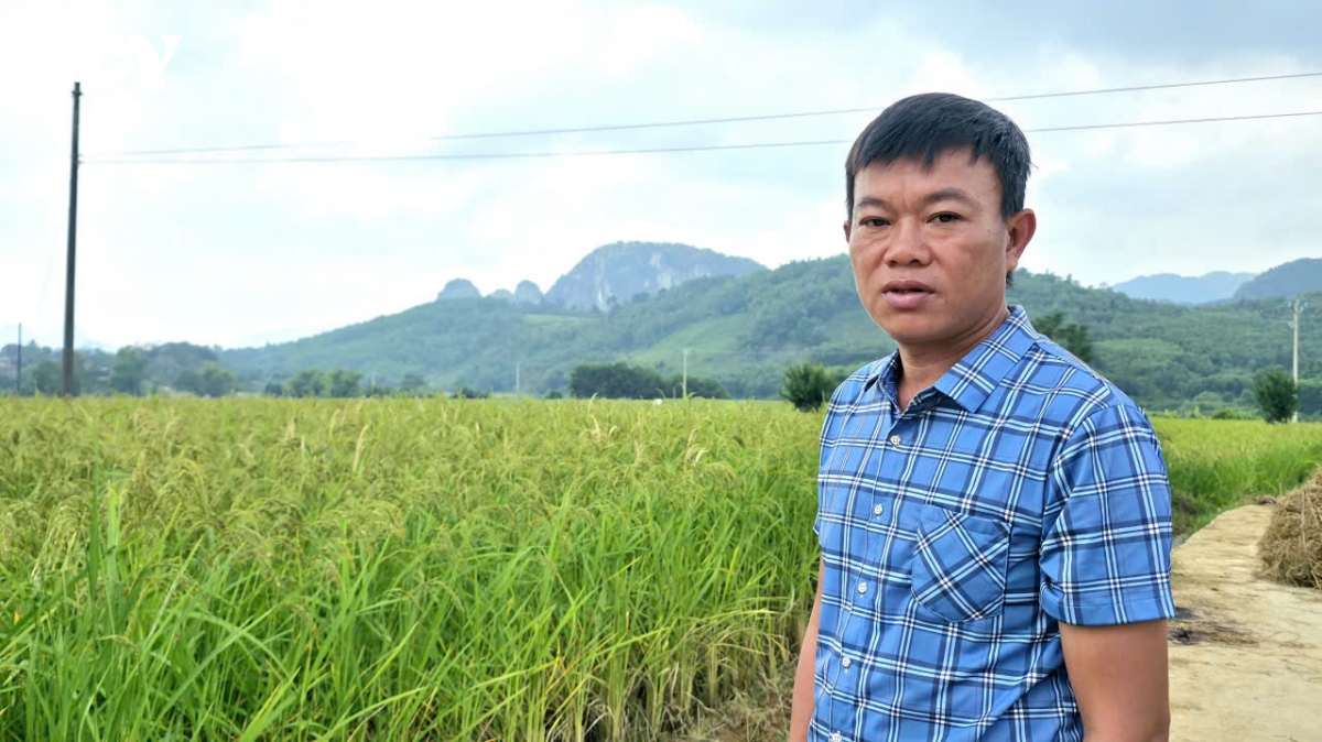 lua nep hat cau mo huong thoat ngheo o thach lap, thanh hoa hinh anh 3
