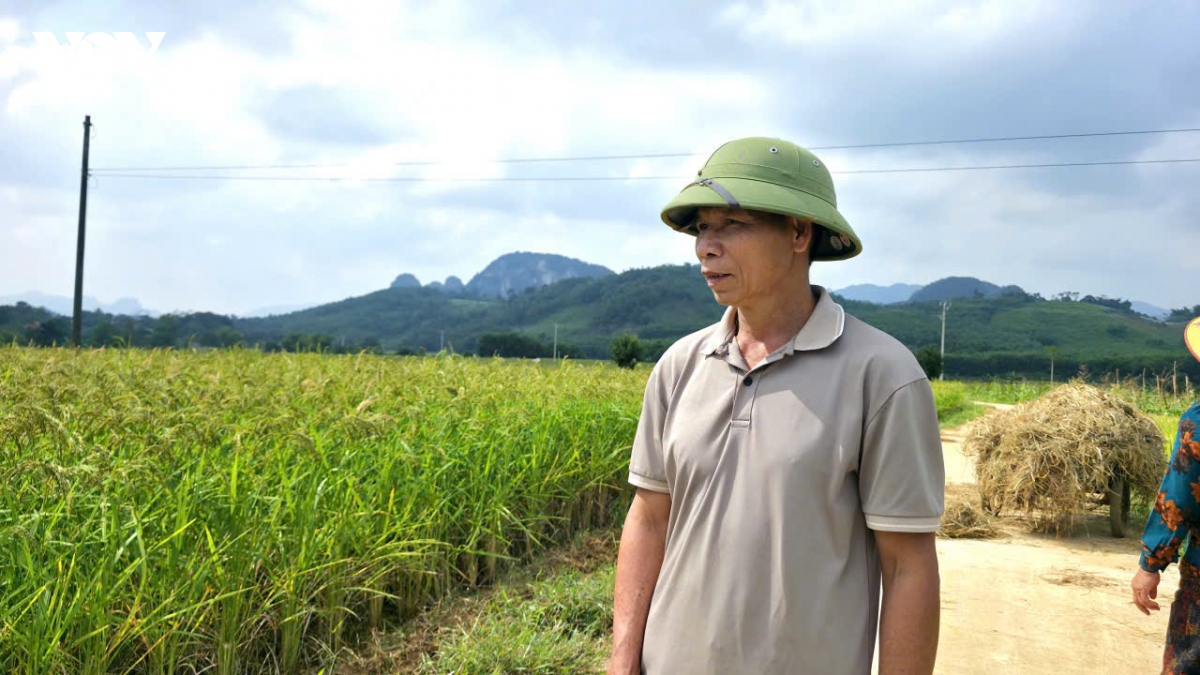 lua nep hat cau mo huong thoat ngheo o thach lap, thanh hoa hinh anh 4