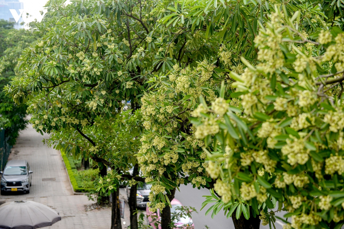 hoa sua gay nhuc dau, buon non nhung lai la vi thuoc it nguoi biet hinh anh 1
