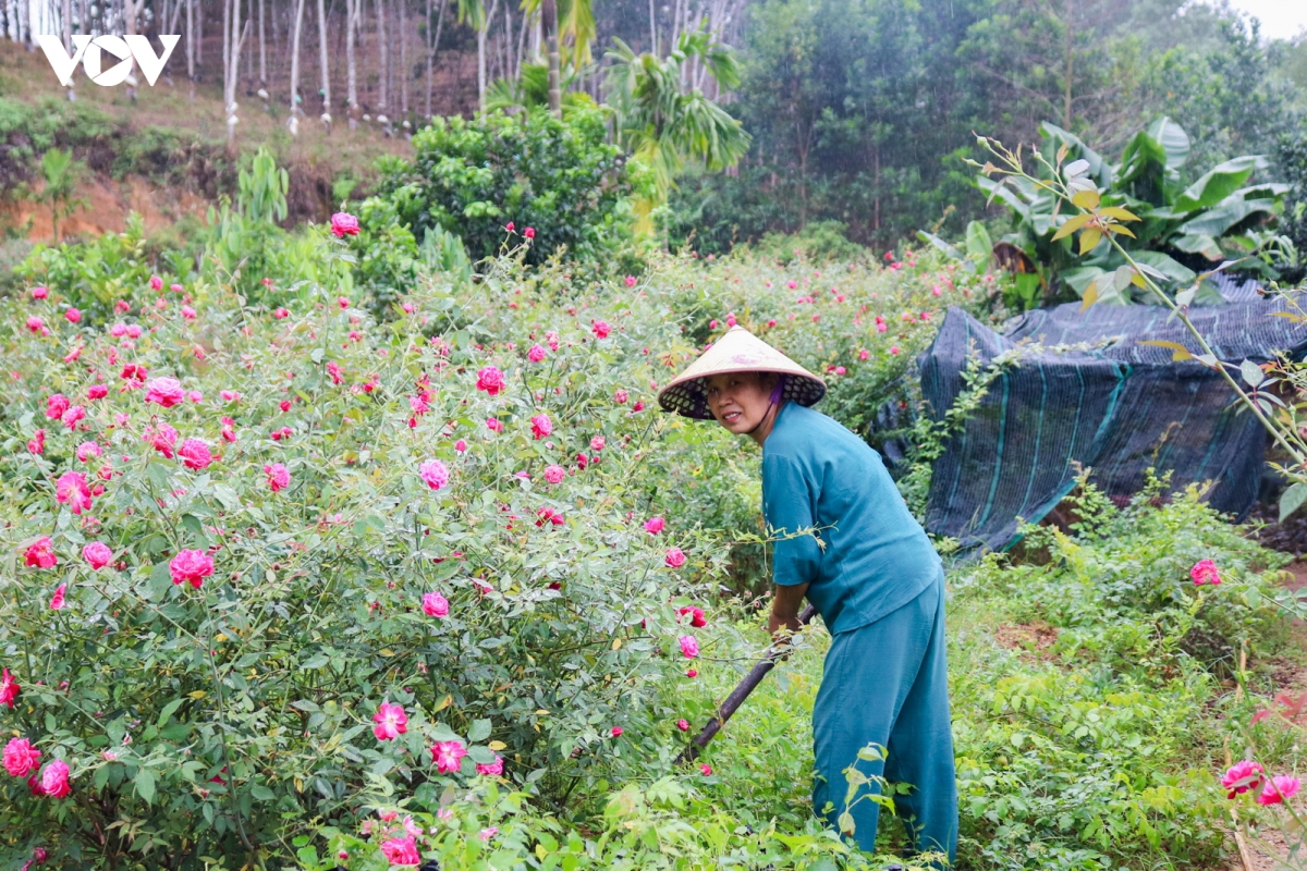 phu nu mien nui Da nang lam giau tren vung dat kho hinh anh 3