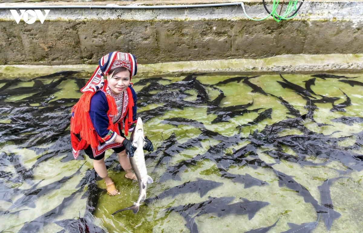 nuoi ca tam, huong giam ngheo ben vung o vung cao tuyen quang hinh anh 1