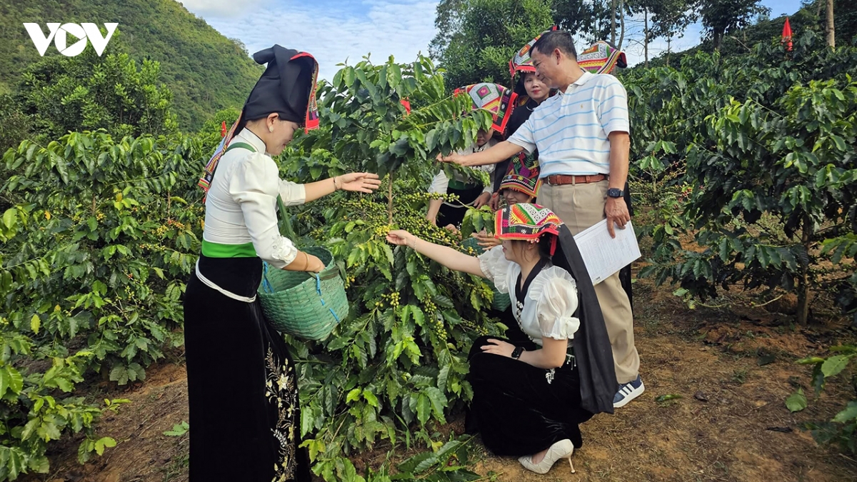 ca phe son la tu cay xoa doi giam ngheo den nganh hang xuat khau hinh anh 1