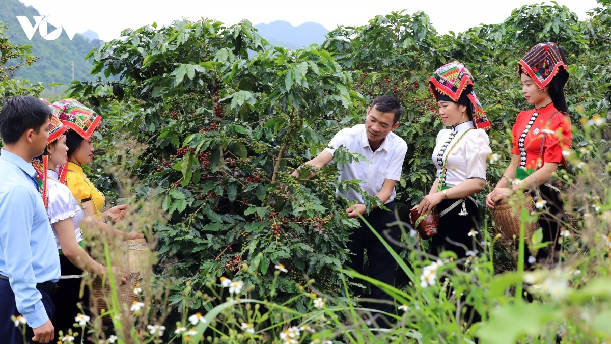 ca phe son la tu cay xoa doi giam ngheo den nganh hang xuat khau hinh anh 2