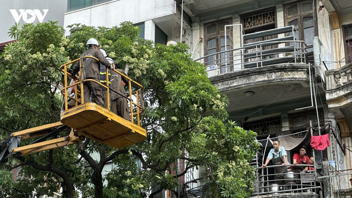 ha noi bat dau cat tia hoa sua no day de giam mui huong hinh anh 9