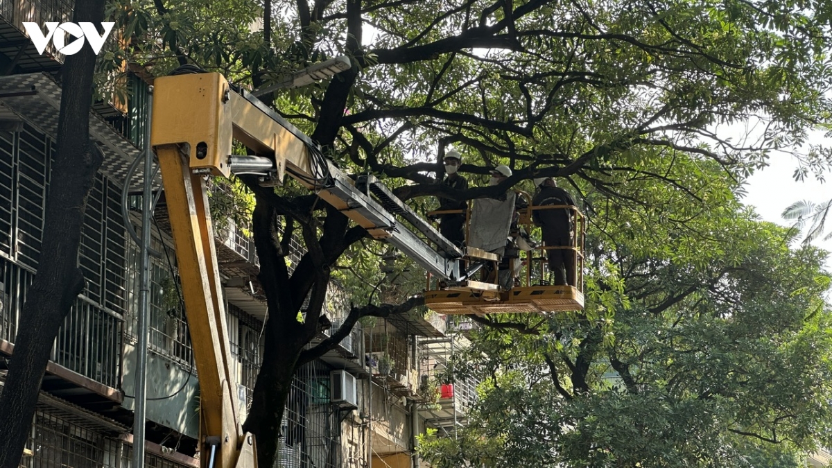 ha noi bat dau cat tia hoa sua no day de giam mui huong hinh anh 3