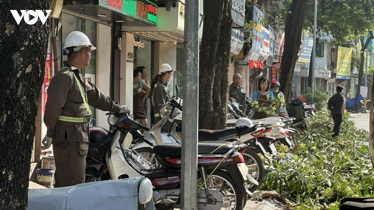 ha noi bat dau cat tia hoa sua no day de giam mui huong hinh anh 5