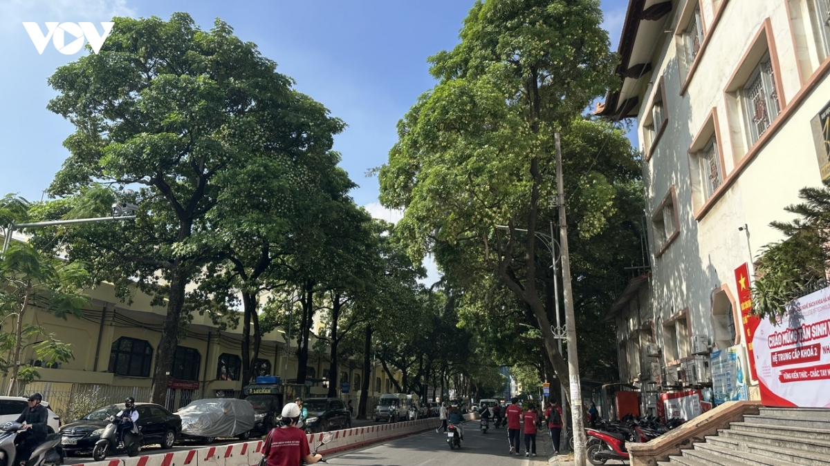 ha noi bat dau cat tia hoa sua no day de giam mui huong hinh anh 1
