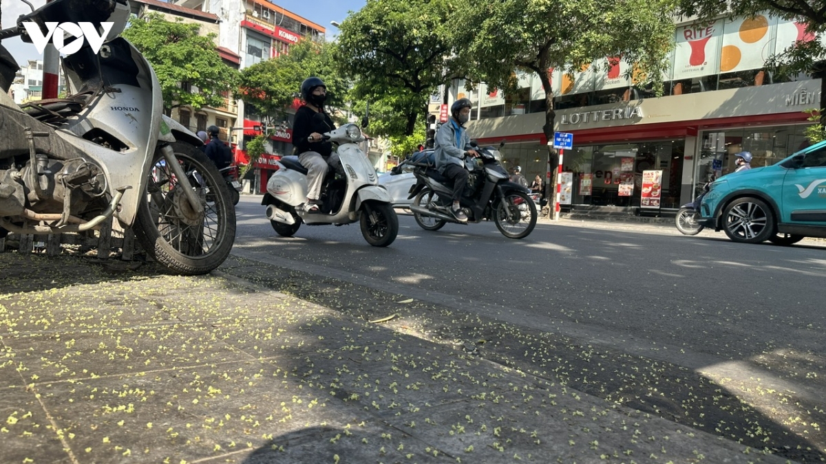 ha noi bat dau cat tia hoa sua no day de giam mui huong hinh anh 10